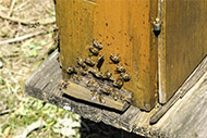 Das Leben im Bienenstock (Mai bis August)